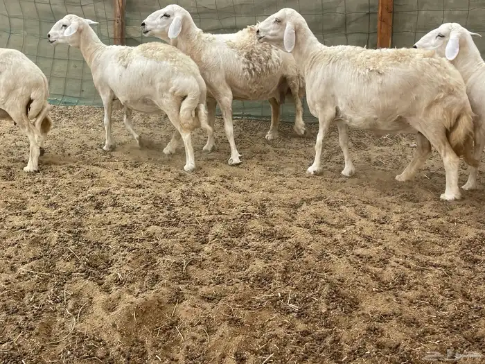 عرضين غنم خلفات وغنم دفيع 15
