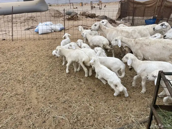 عرضين غنم خلفات وغنم دفيع 6