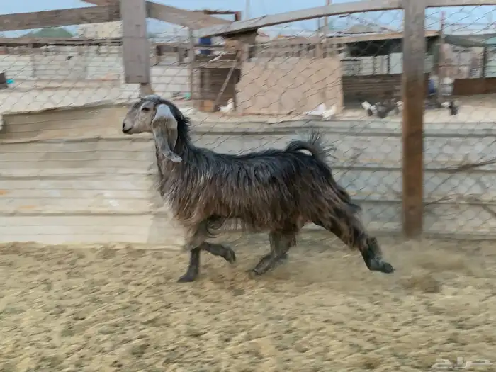 معزا طيبه بفحلها للبيع 2