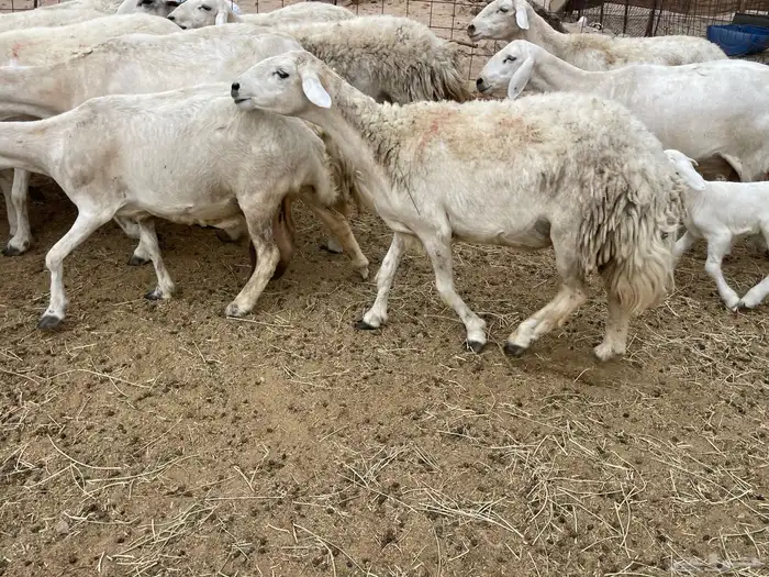 عرضين غنم خلفات وغنم دفيع 7