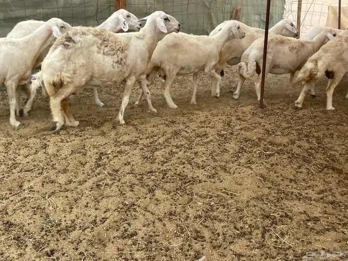 عرضين غنم خلفات وغنم دفيع 20