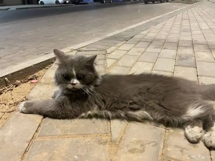 قط ذكر نظيف جدا ومسالم وهادى تم التخلى للتبني لمن يخاف الله 0