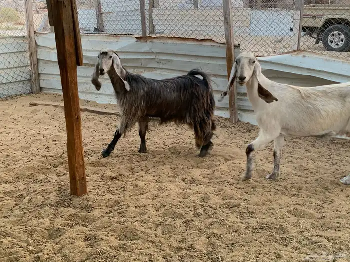 معزا طيبه بفحلها للبيع 0