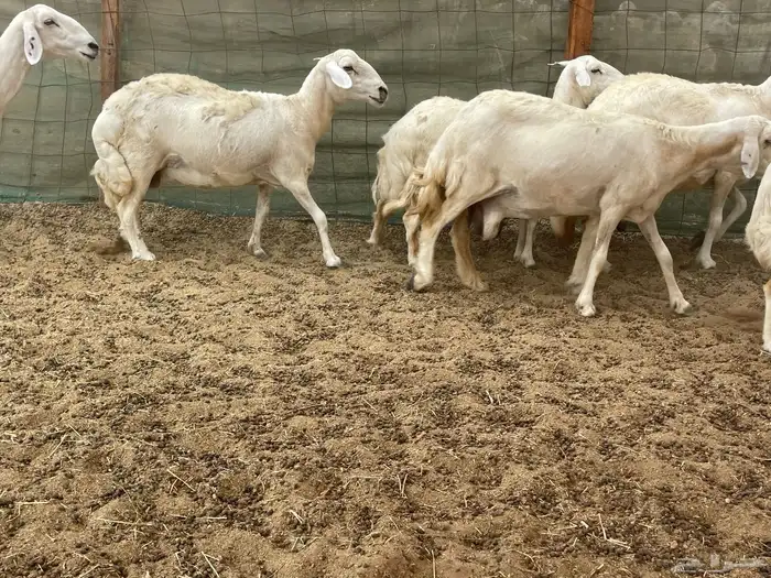 عرضين غنم خلفات وغنم دفيع 23
