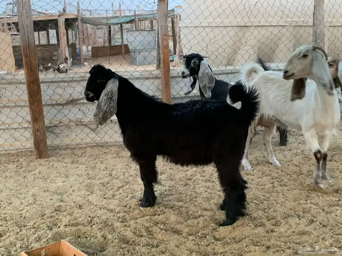 معزا طيبه بفحلها للبيع 5
