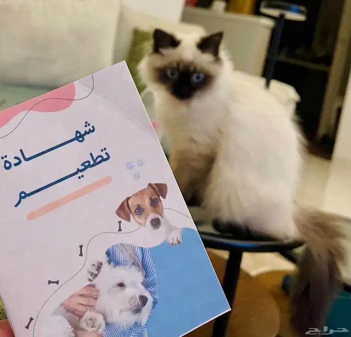 قطط همالايا 5