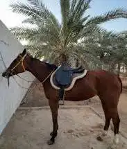 مطلوب خيل انقليزي هادي 0