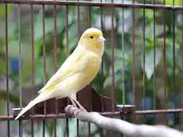 مطلوب ذكر كناري منتج احد يتواصل معي خاص 0
