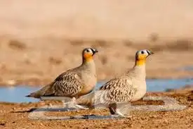 القطا المتوج 1