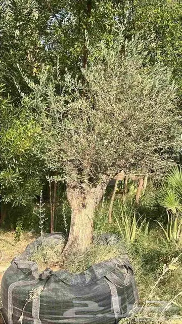 شجر زيتون عمره فوق17سنه 2