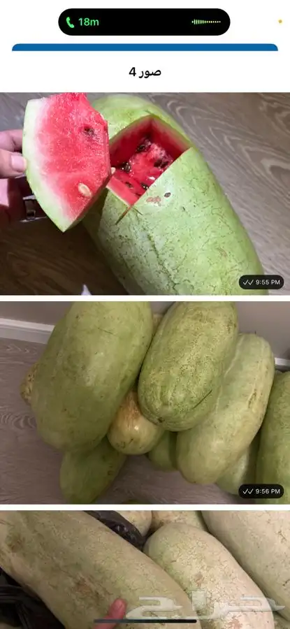 حبحب الجوف شرط على السكين 1
