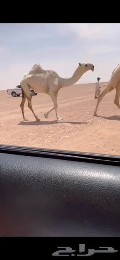 للبيع بكره حقه باتليه كفوو 0