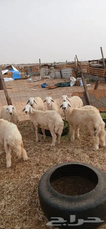 طليان ورخال حريه العدد 8الحد ..980ريال لراس الواحد 0