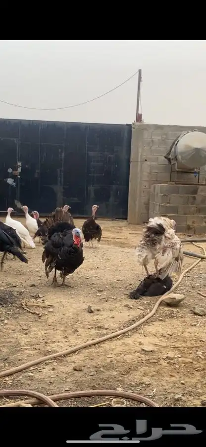 دجاج رومي 0
