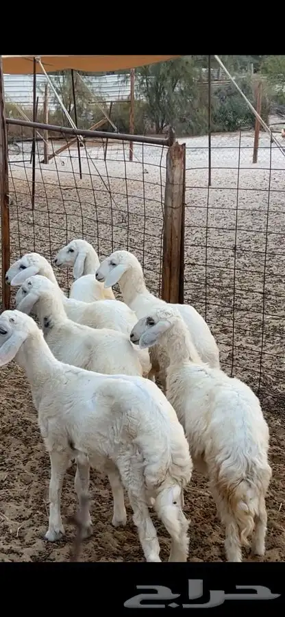 رخال وخرفان 0