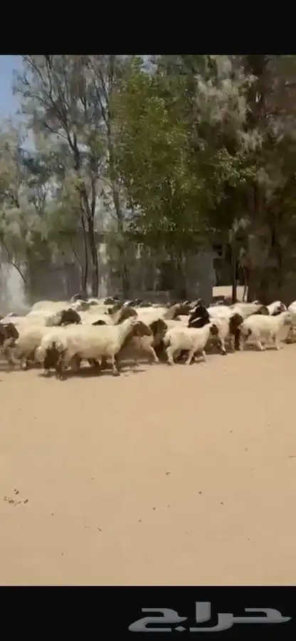 غنم نعيم رغايث 14