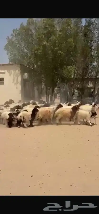 غنم نعيم رغايث 3