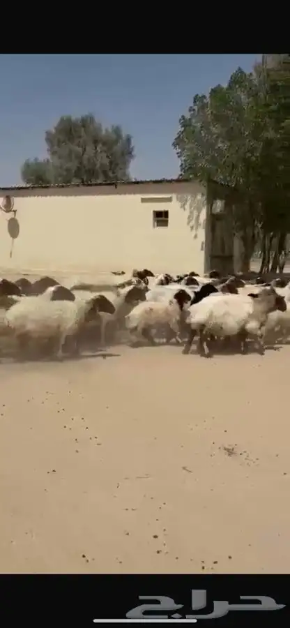 غنم نعيم رغايث 15