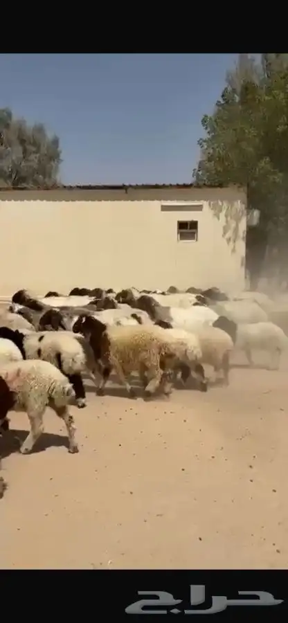 غنم نعيم رغايث 7