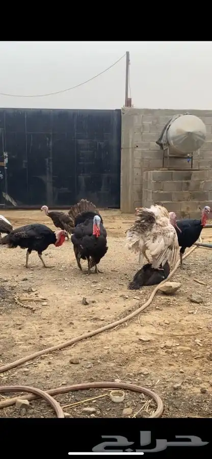 دجاج رومي 1