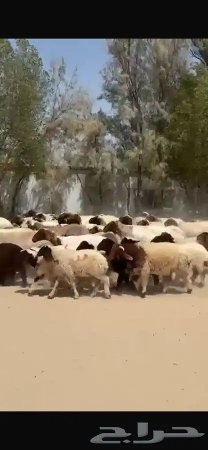 غنم نعيم رغايث 9