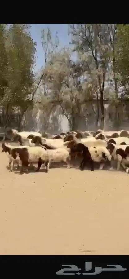 غنم نعيم رغايث 2