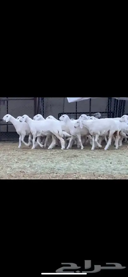 رخال حرش 1