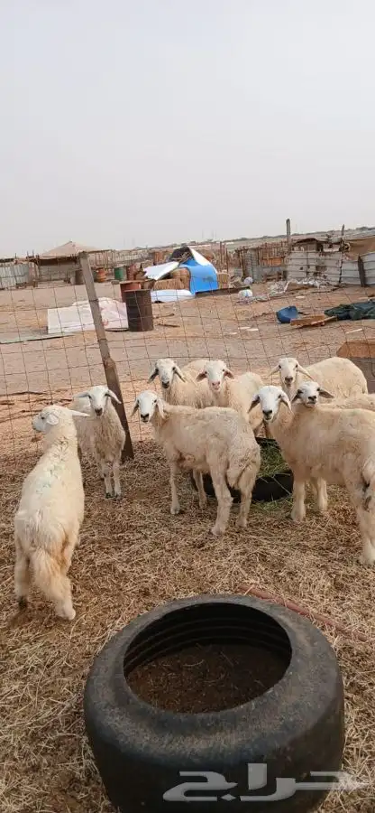 طليان ورخال حريه العدد 8الحد ..980ريال لراس الواحد 3