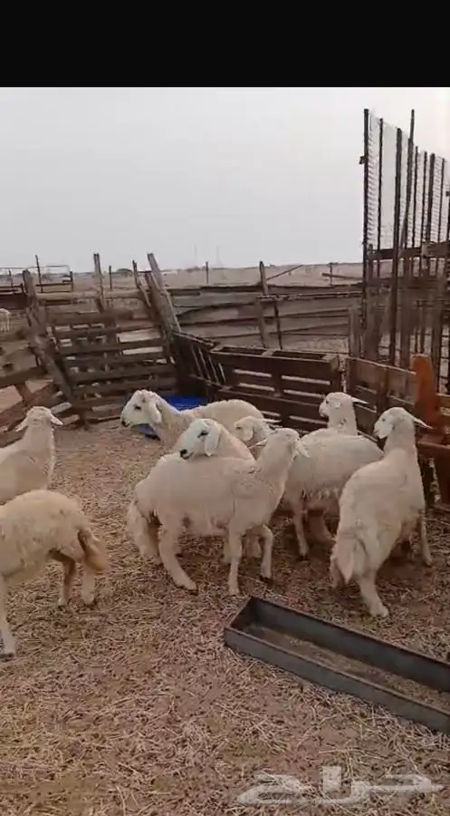 طليان ورخال حريه العدد 8الحد ..980ريال لراس الواحد 10