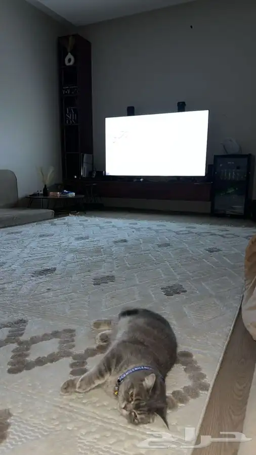 قطو لتبني 0