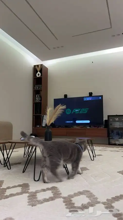 قطو لتبني 1
