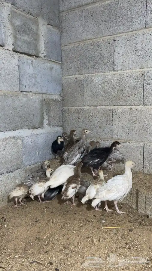 فروخ صوص دجاج رومي 4