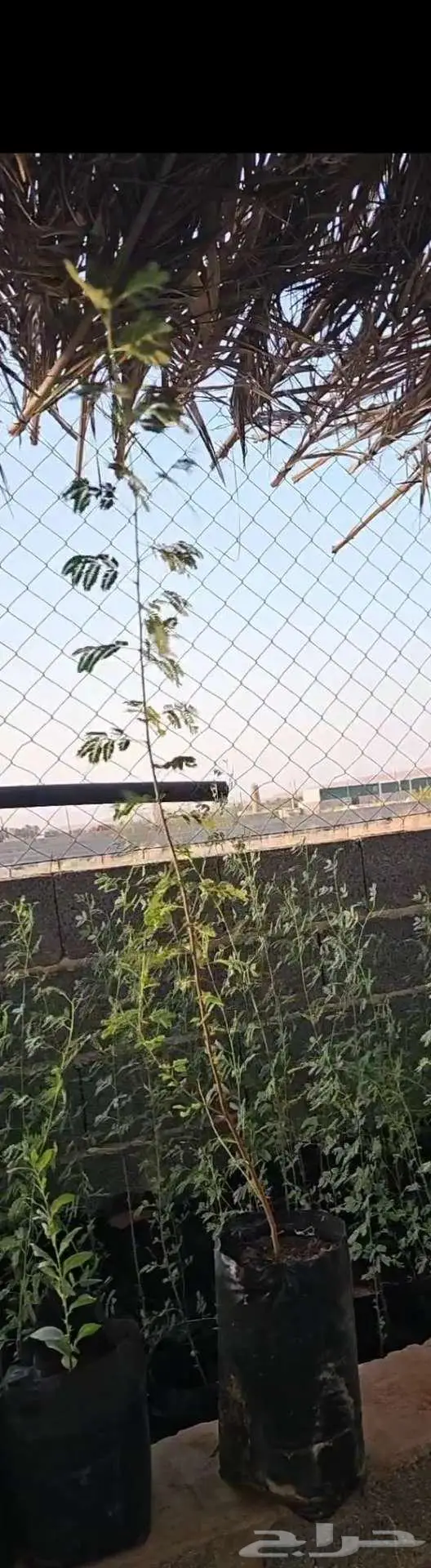 شتلات كبيره القرض الافريقي 1