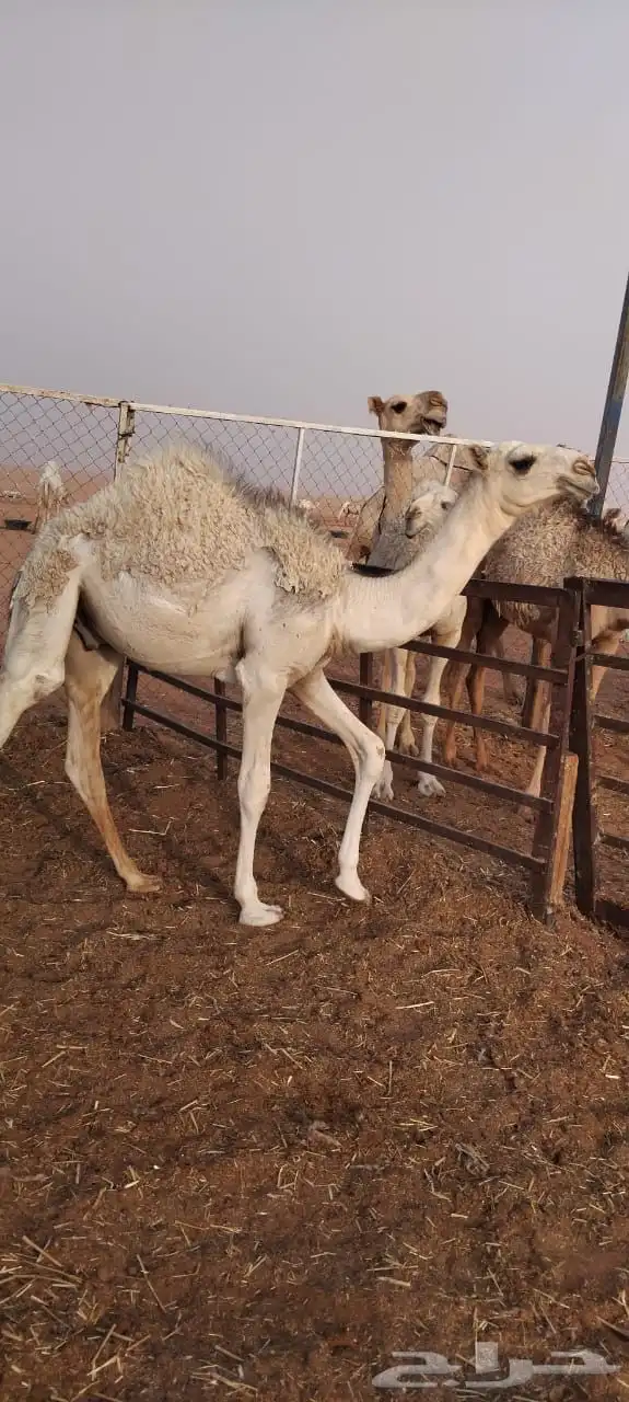 حشو لبانيه فاخرة بريه 0