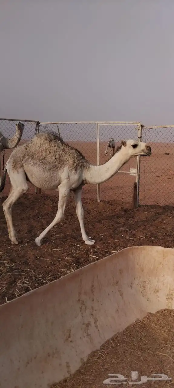 حشو لبانيه فاخرة بريه 6