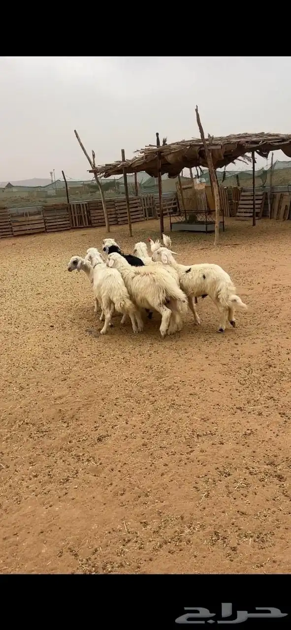 خرفان ورخال بلديه 3