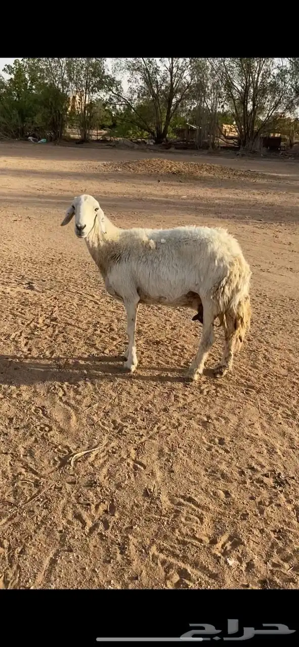 حرية مبيوع عيالها قبل سبوعين سنها تانه. 0