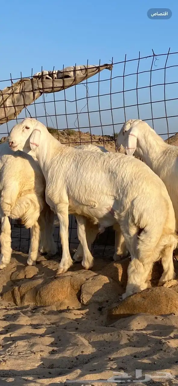 مشاريع فحول صنف 0