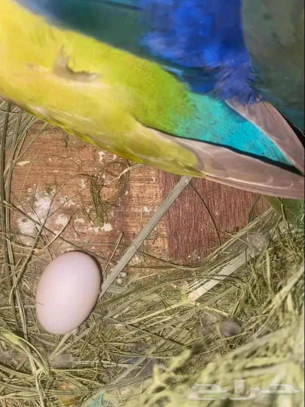 جوز روز منتج 3