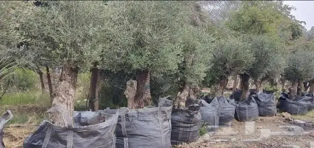 شجر زيتون عمره فوق17سنه 3