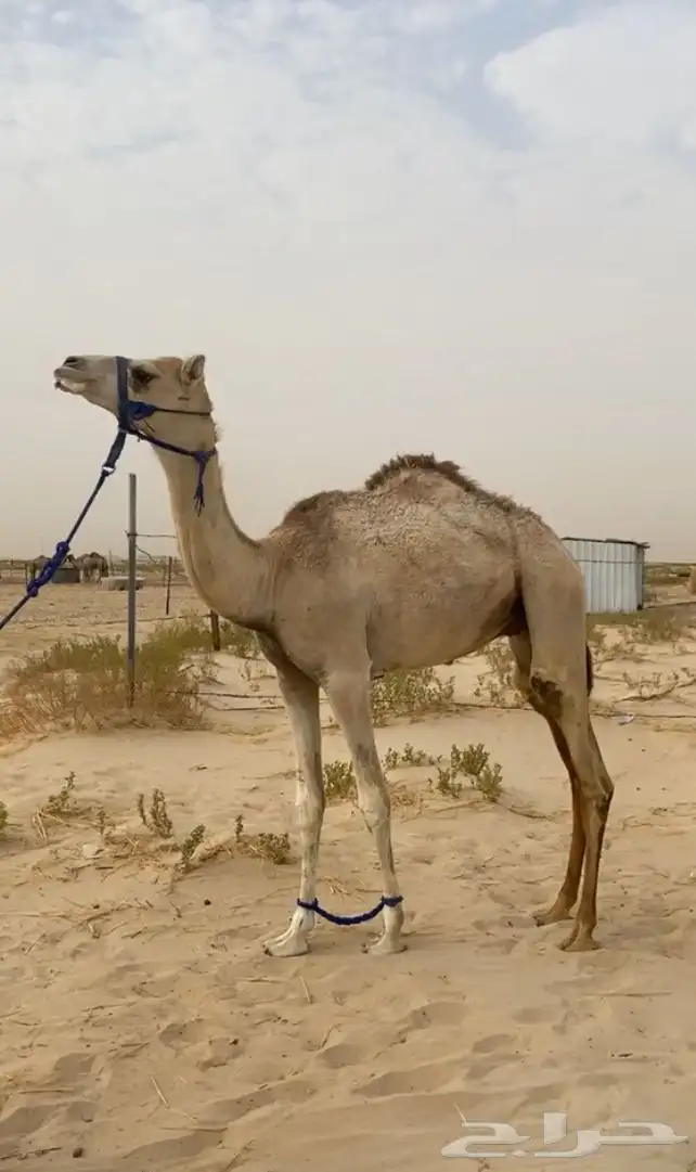 للبيع قعود طيب 0