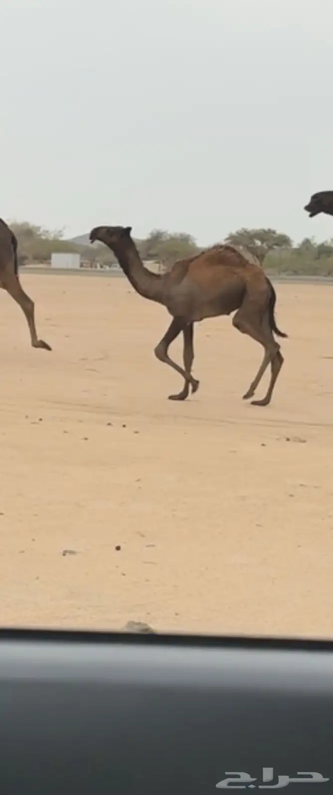للبيع خلفه ثنيه منتج تحتها بكره 1