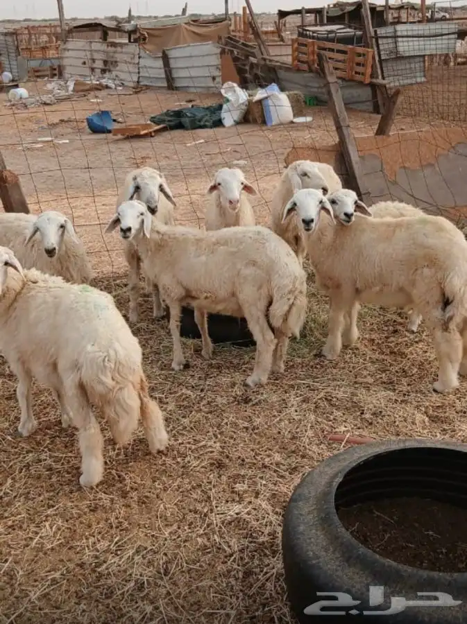 طليان ورخال حريه العدد 8الحد ..980ريال لراس الواحد 7