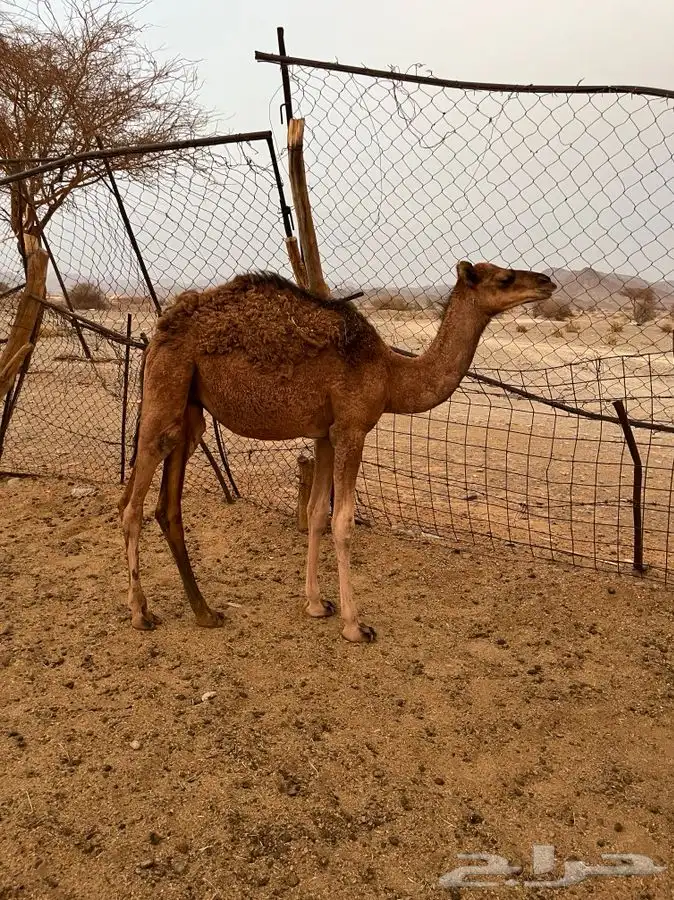 قعدان فاخره 4
