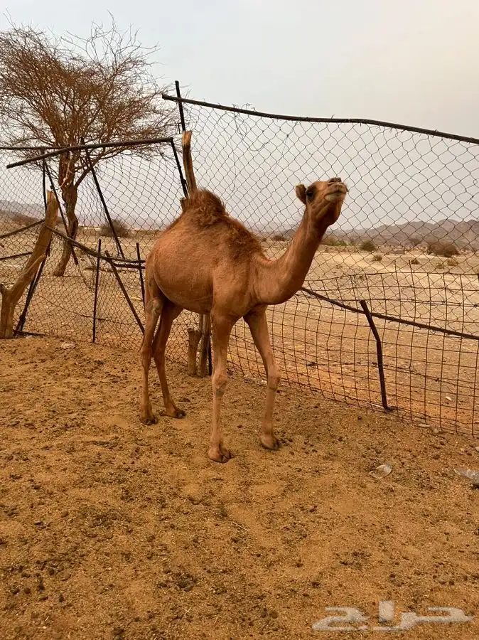 قعدان فاخره 2