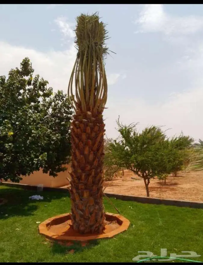 نخل للبيع خلاص مثمره وسكري وبرحي وواشنطن ونوايع أخرى 14