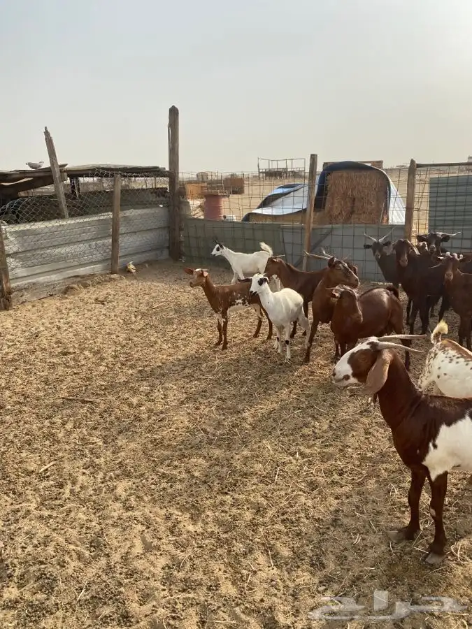 معزاء محايليه وبيشيه من مراحي فرصه للي يبغي يسس مراح نظيفه 8