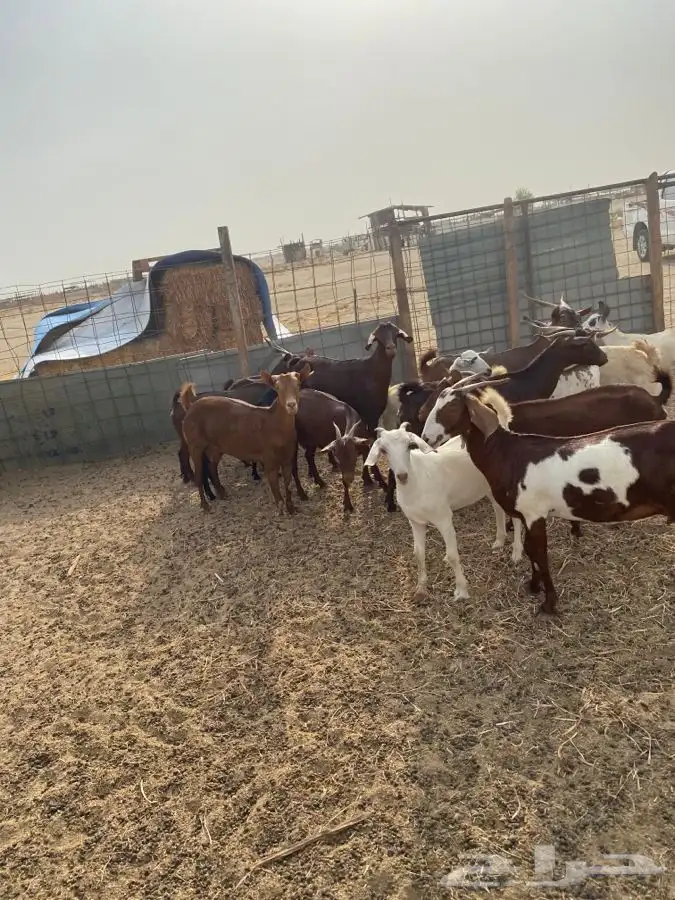 معزاء محايليه وبيشيه من مراحي فرصه للي يبغي يسس مراح نظيفه 19