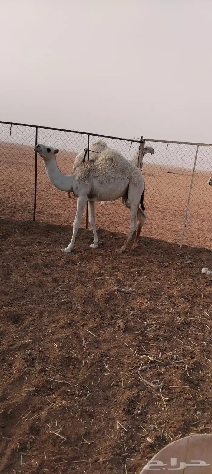حشو لبانيه فاخرة بريه 3