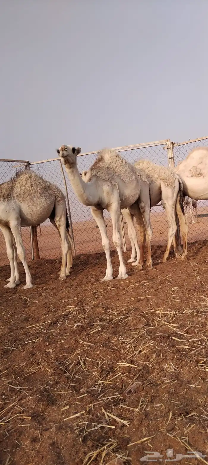 حشو لبانيه فاخرة بريه 5